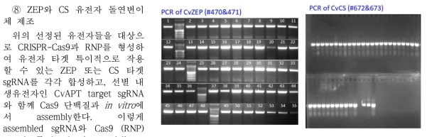 N-terminal genomic sequence of The Cellulose synthase from Chlorellas vulgaris