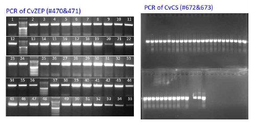 PCR analysis of the selected colonies