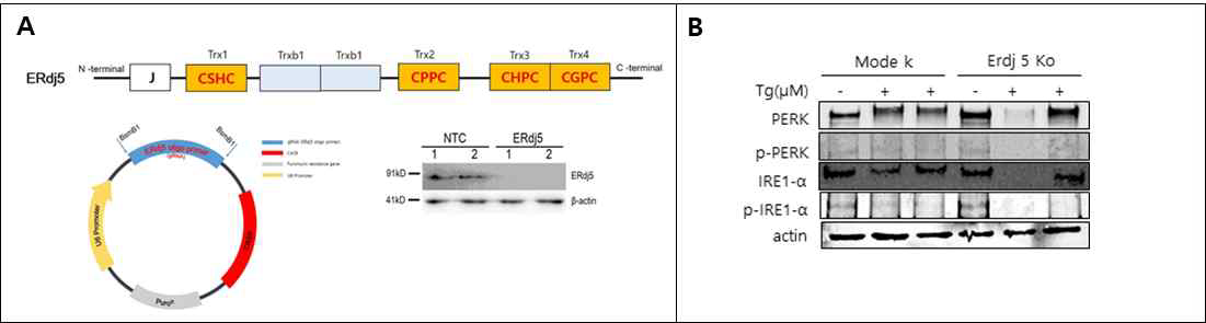 CRISPR-Cas9 system을 이용한 ERdj5 결손 확인과 소포체 스트레스 기전 확인