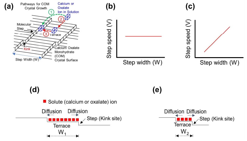 용질이온의 결정 분자스텝에 부착되는 경로에 따른 스텝성장속도(V)와 스텝간격(W)과의 관계. (a) 분자스텝을 가지는 미네랄의 표면 지형구조 모식도. (b) 용질이온이 액상에서 바로 스텝의 kink에 부착될 경우의 V와 W관계. (c) 용질이온이 액상에서 Terrace에 먼저 흡착한 후 확산(diffusion)을 통해서 스텝의 kink에 부착될 경우의 V와 W관계. (d, e) 분자스텝사이의 간격 W가 다른 경우를 나타내는 모식도. (d)의 경우가 (e)에서 보다 W가 큼 (W1 > W2)