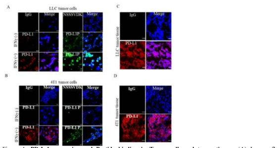 PD-L-1 expression and Peptide binding in Tumor cells and tumor tissues. (A) Immunofluorescence image of PD-L1 expression (Red) and PD-L-1 peptide binding (Green) in LLC tumor cells and (B) 4T1 tumor cells before and after IFN-γ treatment. Nuclei were stained with DAPI (blue). Scale bars, 20μm. (C) Immunofluorescence image of PD-L1 expression (Red) in frozen LLC and (D) 4T1 tumor tissue. Tissue samples were counter stained with DAPI. Scale bars, 20μm