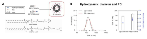 (A) BP가 도입된 리포좀(BP-Liposome) 제작 모식도 (B) BP-Liposome과 대조군의 크기 및 다분산성 비교