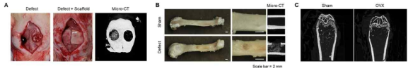 A. 두개골 손상 동물모델, B. 대퇴골 중앙부(diaphysis) 손상 동물 모델, C. 자궁적출(OVX)를 통한 골다공증 모델