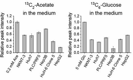 다양한 간세포에서의 acetate와 glucose 소비량 비교