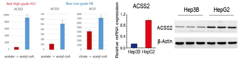 acetate 대사관련 유전자인 ACSS2, ACSS1, ACLY 의 발현양 관찰