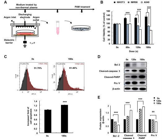 (A) NTP-PAM 처리 실험 타임라인. (B) NIH3T3, IMR90 및 A549 세포는 PAM (16.4 kV)을 용량 의존적으로 처리하고 24시간 동안 세포 생존율 MTT 분석. (C) PAM으로 처리된 아포토틱 A549 세포는 유세포측정을 감지. (D 및 E): PAM (16.4 kV, 120 또는 180초)로 처리된 A549 세포에서 아포토시스 관련 단백질 WB