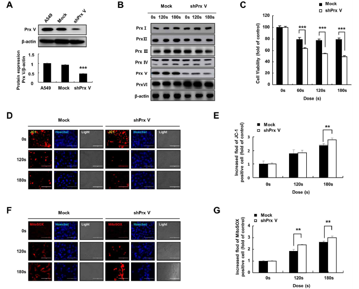 A549 세포에 shPRDX5 전사 후 PRDX5은 PRDX5 항체를 사용한 웨스턴 블로팅을 통해 확인. (A). PAM 처리 후 A549 PRDX5 억제 세포주에서 과산화물 환원효소 패밀리 구성원의 발현 수준 변화 확인 (B). (C) shPRDX5 그룹과 대조 그룹 간의 세포 생존율 비교. (D와 E) JC-1로 염색된 PAM에 노출된 shPRDX5 전사된 A549 세포 및 대조 A549 세포의 이미징 결과. (F와 G) Mito-SOX 염색의 상대적 형광 강도