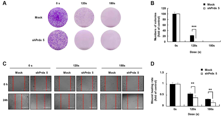 PRDX5의 억제는 PAM이 A549 폐암 세포의 악성 행동 억제 능력을 향상시켰다. (A) 암 세포가 접착한 다음 PAM 처리 후 배지를 제거 시간: 7일 동안 PAM에 노출된 A549 세포에서 세포 집단 형성 능력을 검출한 집단 형성 실험 결과. (B) 집단 형성 데이터의 양적 분석 결과. (C) 상처 치유 실험의 이미지. (D) 상처 치유 영역의 양적 분석 결과