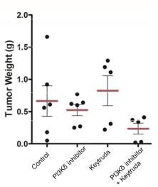 동물모델에서 PI3Kδ 억제제와 면역 체크포인트 억제제 투여후 종양의 무게