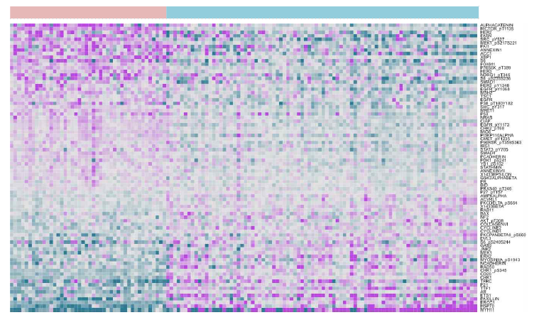 TCGA cohort을 활용한 RPPA(Reverse phase protein array)