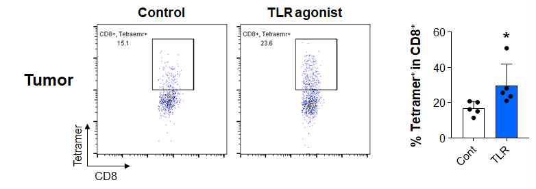 TLR 작용제에 의한 종양 특이적 CD8+ T세포 변화