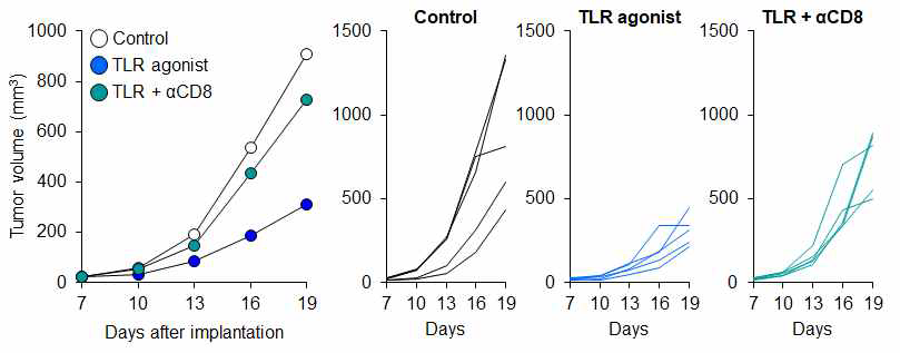 TLR 작용제의 면역 세포에 대한 의존성