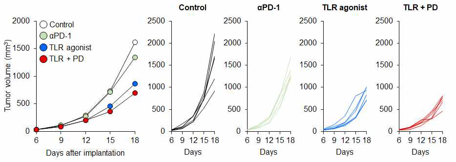 TLR 작용제와 PD-1 면역관문 억제제 병합치료에 의한 종양 성장 변화