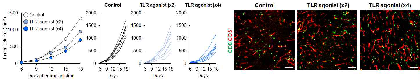 TLR 작용제 투여 스케줄에 의한 종양 성장 및 종양 내 CD8+ T세포 침윤 변화