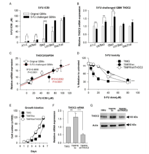 Correlation between 5-FU sensitivity, cell doubling time, and mRNA expression levels of 5-FU metabolism genes