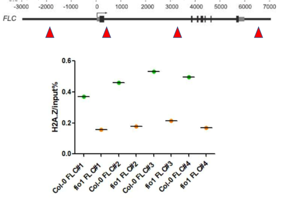 ChIP-qPCR of FLC loci. 3g / sample (8-day-old seedlings grown in 23LD), IP-ed with H2A.Z (5μ g/sample), 3 technical replicates