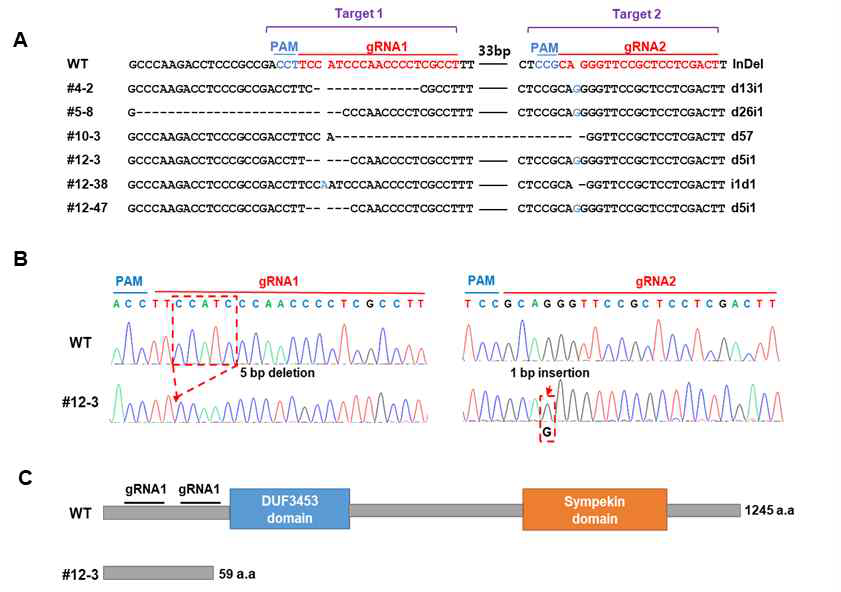 Targeted deep sequencing analysis in the T2 homozygote OsESP4-1 GE mutant rice plants