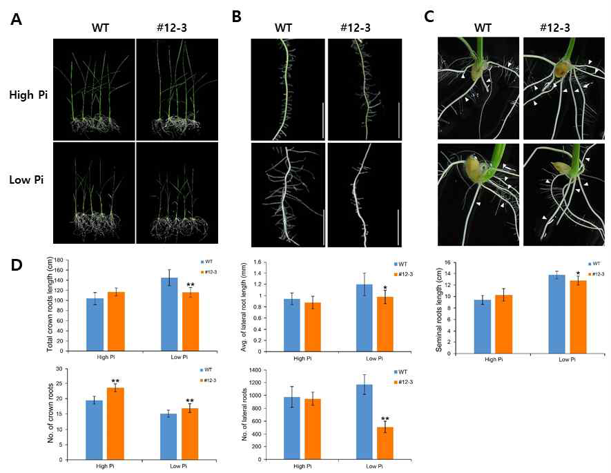 Root development under Pi starvation conditions