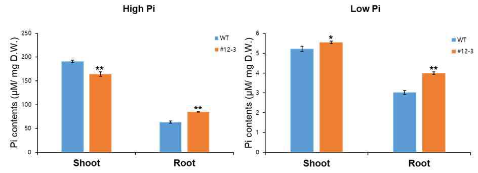 Phosphate contents at shoot and root under Pi starvation conditions