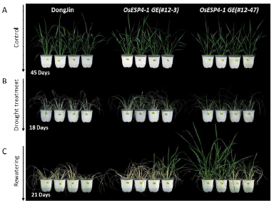 Improved Drought tolerance of OsESP4-1 GE plants