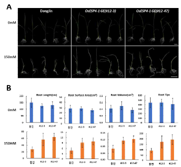 Analysis of root development and traits under normal condition and with 150mM NaCl salt treatment