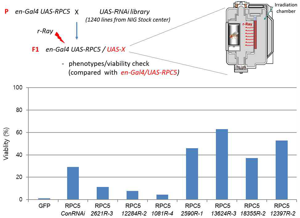 초파리 NIG RNAi library 라인을 이용한 RPC5 방사선 저항성 관련 스크리닝