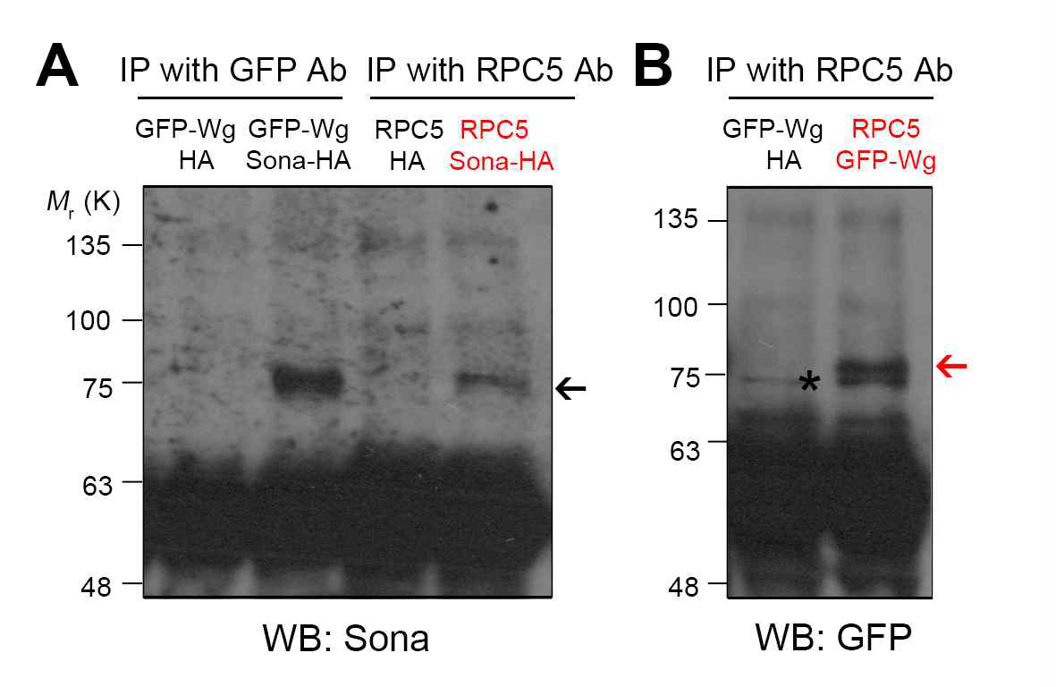 RPC5와 Wg, Sona의 Co-immunoprecipitation 결과