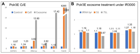 RPC5 exosome을 방사선 조사된 세포에 처리 후 qPCR로 확인된 tRNA와 rRNA 차이