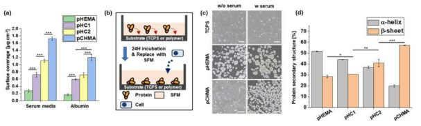 (a) ellipsometer를 통한 단백질 흡착량 분석, (b,c) 단백질이 흡착된 각 표면에서 세포를 배양한 이미지, (d)FT-IR 통한 흡착 단백질의 구조분석