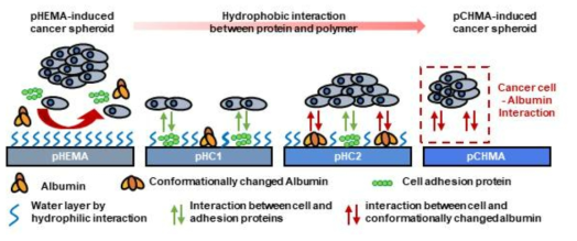 표면 소수성에 다른 단백질 흡착과 이에 따른 암세포 특성 사이의 상호관계