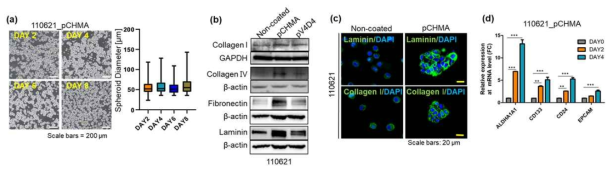 pCHMA가 코팅된 배양 플레이트에서 PDC 배양, (a) 날짜에 따른110621 spheroid의 모양 및 크기,(b) ECM 단백질 발현, (c) confocal 3D projection imaging (Green: ECM expression, Blue: nucleus), (d) stemness marker들의 mRNA 발현분석