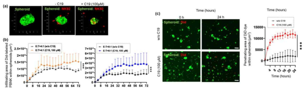 NK-mediated cytotoxicity 에 대한 C19의 synergistic therapeutic effects. (a) spheroid-infiltrating NK-92 세포에 대한 3D projection image, (b) PDC spheroid 내부로 침투하는 PBNK 세포의 area 분석 (Green: cancer, Red: NK cell), (c) 시간에 따른 spontaneous DiD dye 흡수 분석