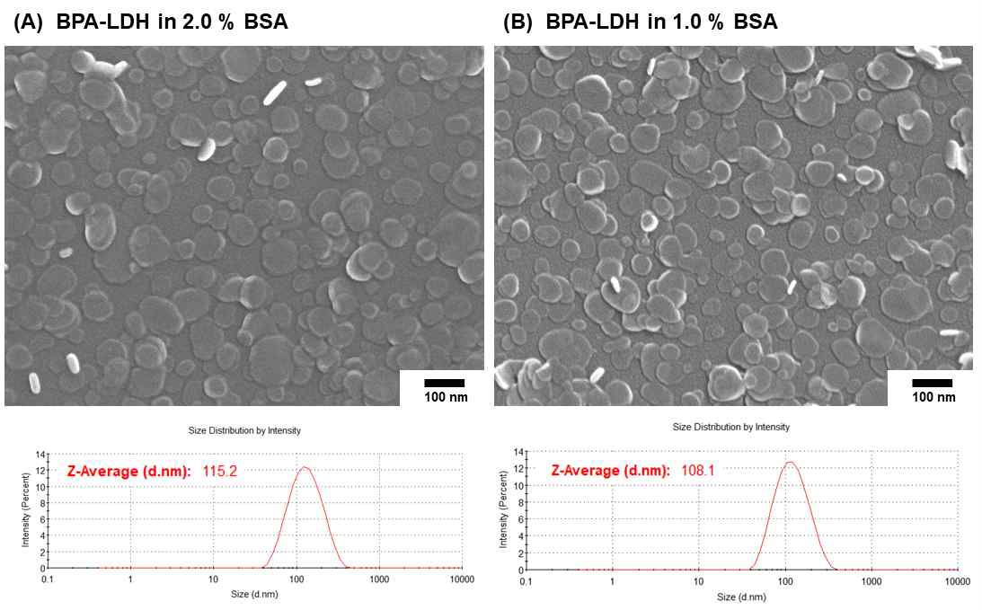 Bovine Serum Albumin을 코팅 후, BPA-LDH의 SEM 이미지 및 Particle size distributions