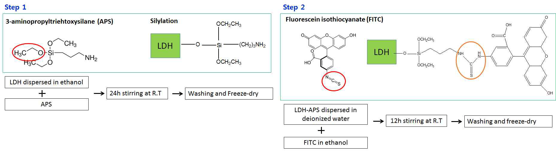 LDH-FITC conjugation 반응의 Scheme 및 실험방법