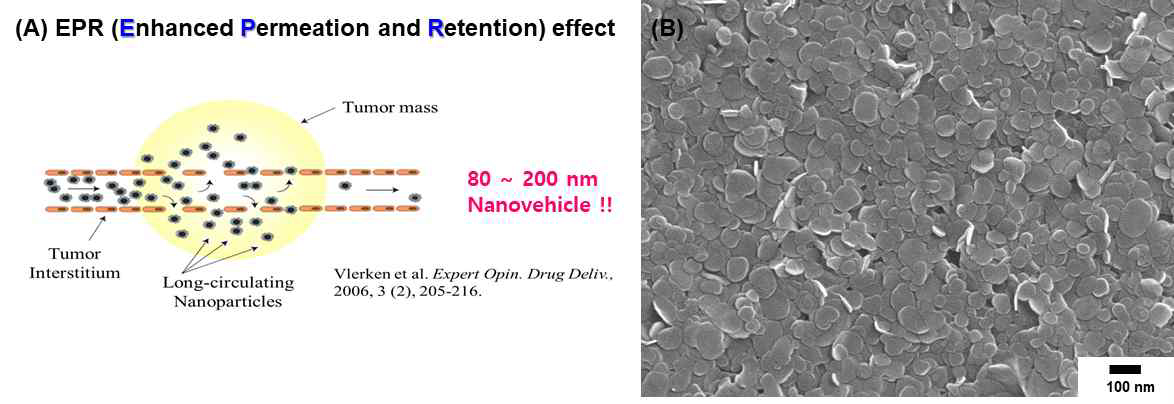 (A) Passive Targeting을 위한 EPR effect, and (B) BPA-LDH의 SEM 이미지