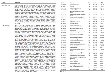 엑소좀 내 lncRNA LOC107986997의 표적 유전자 및 GO enrichment 분석 결과