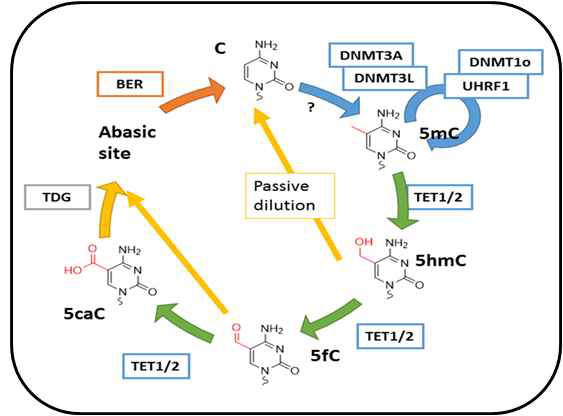 유전자 전사 과정에서 DNA 탈메틸화효소로서의 TDG의 역할