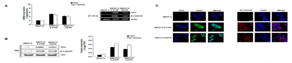 대조군 세포(C5)와 내성 세포 (5FUR과 OXTR)내에서 β-catenin과 TDG의 mRNA와 단백질 발현 변화