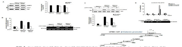SNUC5와 SNUC5/5FUR, SNUC5/OXTR세포에서 후성유전학 인자의 β-catenin 전사 활성 조절