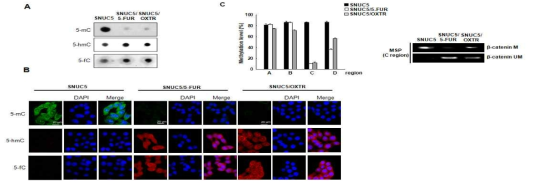 대조군 세포(C5)와 내성 세포 (5FUR과 OXTR)내에서 TET1 활성 및 β-catenin프로모터 부위 메틸화