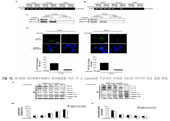 5FUR과 OXTR세포내에서 천연화합물 처리 시 TDG 및 β-catenin의 단백질 및 mRNA 발현 변화