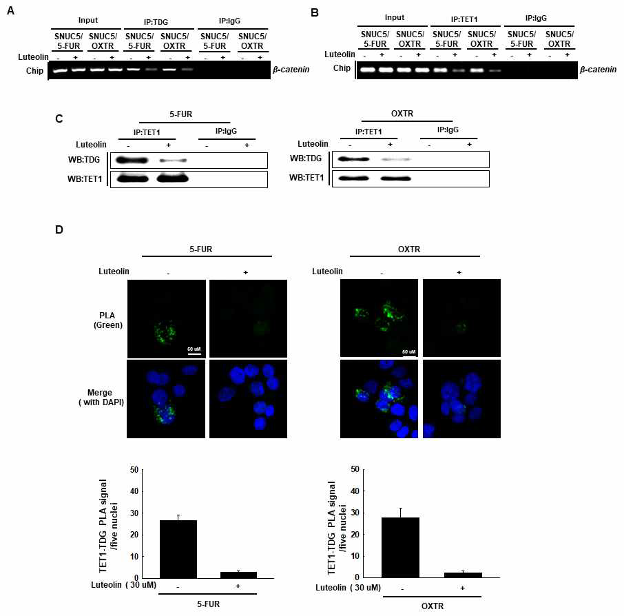 5FUR과 OXTR세포내에서 천연화합물 처리 시 β-catenin의 프로모터 부위와 TDG와 TET1의 상호 결합 변화