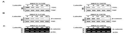 5FUR과 OXTR세포내에서 천연화합물 처리 시 TDG 및 β-catenin의 단백질 및 mRNA 발현 변화