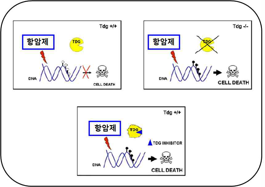 TDG 조절을 통한 항암제 내성 극복 예시