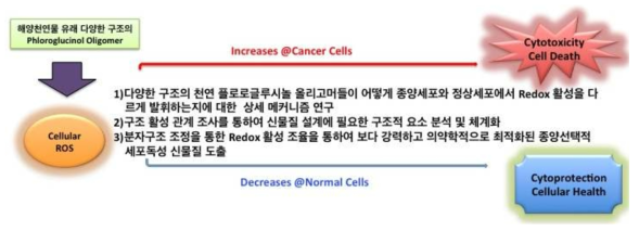 산화-환원 특성의 분자조절이 가능한 Phlorotannin oligomer계 신규 항암 치료제 개발 전략