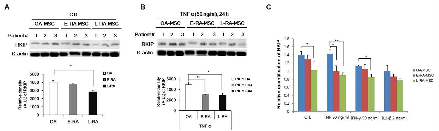 OA-SF-MSC 및 RA-SF-MSC에서 RKIP 발현량 분석 (A) 및 cytokine 처리에 따른 발현양의 변화 분석 (B와 C).mean ± SEM. *, p<0.05, **p< 0.001; vs. OA-SF-MSC