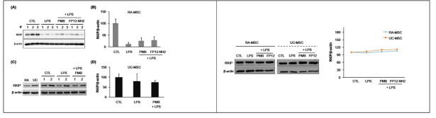 RA-MSC (A-B)와 UC-MSC (C-D)에 고농도의 LPS (1 ug/mL)와 LPS 억제제를 48시간 처리 전,