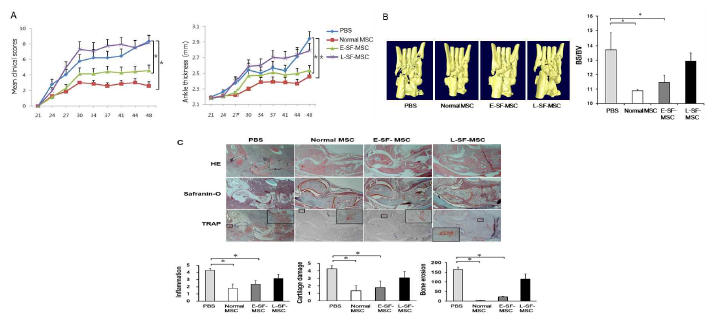 RA 환자 유래 SF-MSC의 RA 치료효과 (A) SF-MSC나 PBS를 복강 내 주입한 후 3일에 한번씩 CIA 마우스 발의 임상적인 점수와 뒷발목의 두께를 측정 한 그래프. 임상점수는 한발에 최고 4점을 계산하여 마우스 한 마리의 최고 점수는 16점으로 함. (B) Micro-CT 촬영을 통한 마우스 뒷발 뼈 사진과 이를 Bone surface (BS)/Bone volume (BV)으로 계산하여 뼈 손상을 수치화 한 그래프 (C) H&E 염색을 통하여 염증 정도를, Safranin O 염색을 통하여 연골 손상을, TRAP 염색을 통하여 뼈 침식정도를 나타낸 대표적인 사진과 정량화 한 그래프. 염증과 연골 손상은 정도에 따라 0점에서 5점까지 나누어 점수를 매기고, 뼈 손상은 TRAP 염색에 양성을 나타내는 세 개 이상의 핵을 가진 세포의 숫자를 한 슬라이드의 10개 부위를 측정하여 나타냄 *p < 0.005, n=10