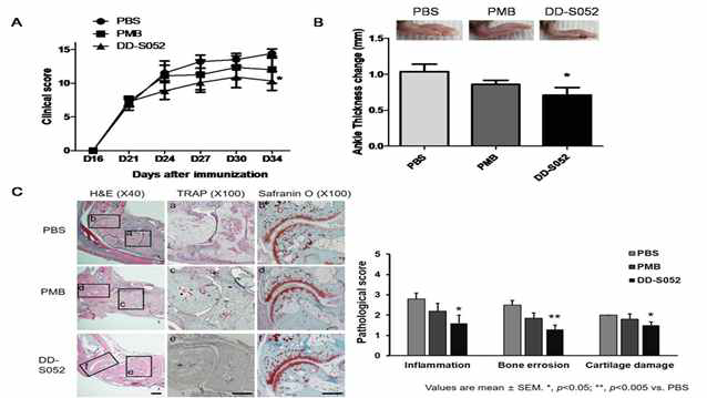 CIA 마우스 모델에서 LPS 억제제의 효과 관찰 (A) LPS억제제로 50 ug PMB나 0.5 mg FP12-NH2 (DD-S052)를 처리한 후 3일 간격으로 다리의 임상점수를 측정하고 (B) 34일째 뒷발의 두께를 측정한 결과 (C) H&E 염색을 통하여 염증 정도를, Safranin O 염색을 통하여 연골 손상을, TRAP 염색을 통하여 뼈 침식정도를 나타낸 대표적인 사진과 정량화 한 그래프. *p < 0.05, **p < 0.005 vs PBS n=10