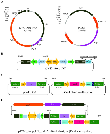 CRISPR-Cpf1 vector 제작 및 sub-cloning
